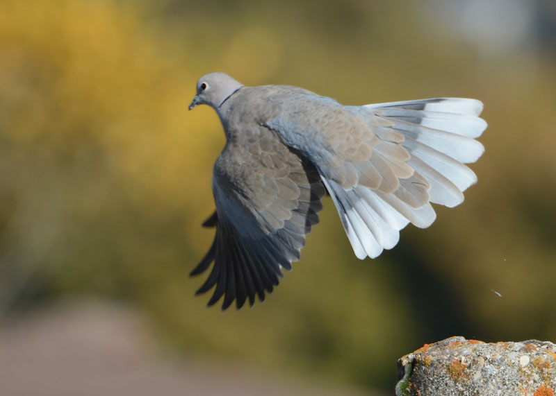 Tortora dal collare, Streptopelia decaocto